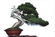 真柏104.JPG