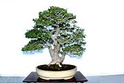 石朴1031.jpg