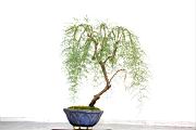 華北檉柳109.JPG