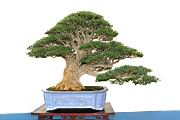 雀舌黃楊-盆栽06.JPG