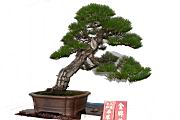 馬尾松-盆栽04.JPG