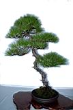 馬尾松201.JPG