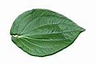 三白草-葉正00.jpg