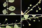 五蕊油柑-花實1.jpg