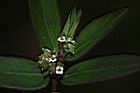假紫斑大戟-花05.JPG