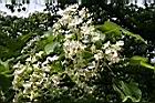 千年桐-雄花00.jpg