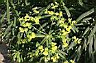 大甲草-花10.jpg