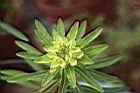 大甲草-花12.jpg