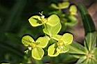大甲草-花49.jpg