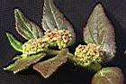 大飛揚草-實11.JPG