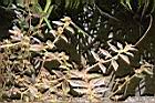 大飛揚草03.JPG