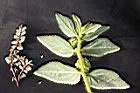 大飛揚草28.JPG