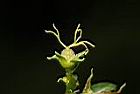 巴豆-雌花05.JPG