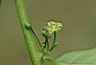 披針葉饅頭果-雄花01.JPG