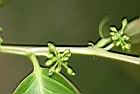 披針葉饅頭果-雌花序0.jpg