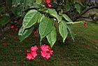 日日櫻-花序00.JPG
