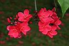 日日櫻-花序01.JPG