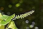 枯里珍-雌花04.JPG