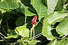 沙盒樹-雄花05.JPG