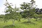 油甘11.jpg
