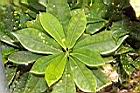 灑金變葉木-葉序06.JPG