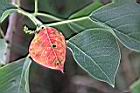 烏臼-紅葉1.jpg