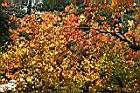 烏臼-紅葉28.jpg