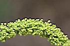 烏臼-雄花.jpg