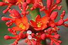 珊瑚油桐-花10.JPG