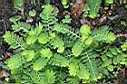 疣果葉下珠26.JPG