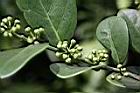 白樹仔-花苞05.JPG
