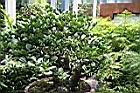 白樹仔02.JPG