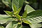 白苞猩猩草-花01.JPG