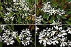 白雪木-花1.jpg