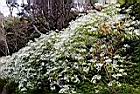 白雪木01.JPG
