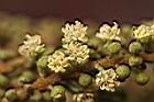 粗糠柴-雄花07.jpg