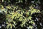 粗糠柴23.JPG