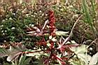 紅蓖麻-花序1.jpg