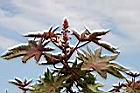 紅蓖麻-花序2.jpg