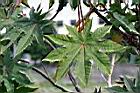 紅蓖麻-葉3.jpg