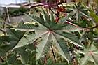 紅蓖麻-葉6.jpg