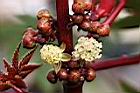 紅蓖麻-雄花0.jpg