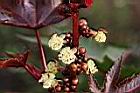 紅蓖麻-雄花1.jpg