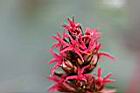 紅蓖麻-雌花0.jpg