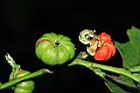細葉饅頭果-種實02.JPG
