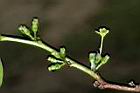 細葉饅頭果-雌雄花05.JPG