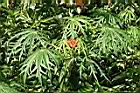 細裂葉珊瑚油桐6.jpg
