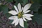 聖誕白-花2.JPG