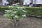 聖誕白04.JPG