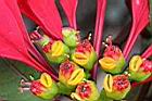 聖誕紅-雄蕊0.jpg